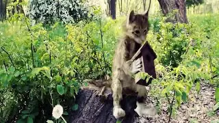Приключения Кота на Даче. Полная версия. Смотреть до конца