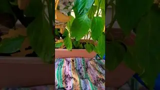 Vibing With My Plants #patiogardening #smallcontainergardening #gardening #plantlove