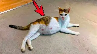 A pregnant cat was brought in for euthanasia. Tears came out of her eyes!