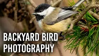 Backyard Bird Photography