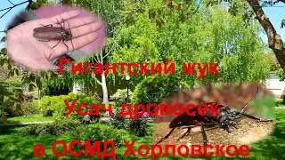 Гигантский усач дровосек в ОСМД Хорловское