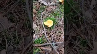 CHANTERELLE mushrooms after a hot summer