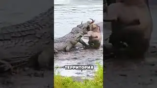 Бегемот спасает антилопу от крокодила.😱🐊🦛 