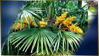 Пальмы в Лазаревском\Сочи\ Трахикарпус Форчуна Trachycarpus fortunei Как цветет трахикарпус