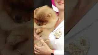 Померанский шпиц Коротко о породе Pomeranian Spitz