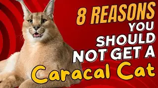 8 Reasons You Should NOT Get a Caracal Cat 🐱🚫