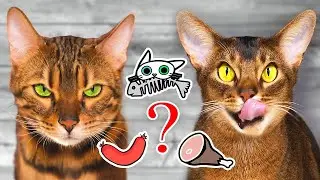 Кулинарный обзор от котиков — Кусь-шоу —  Фудчеллендж