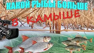 Опустил подводную камеру в ЗАРОСЛИ КАМЫША....Какую рыбу мы здесь встретим?