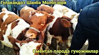Молбозор Гулакандоз Пролетар Шанбе Бозор сментал парода гуножинлар ва сигирлар нархлари.31.10.2020.