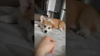 Я корги я вовсе не медведь 