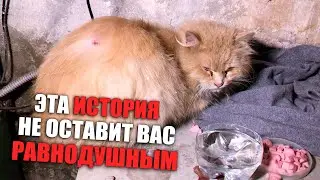 Rescue of a ginger cat. The cat is looking for a home / SANI vlog