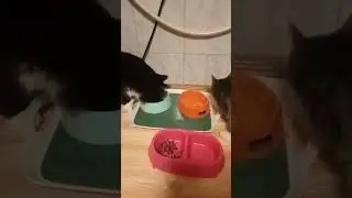 Время еды!