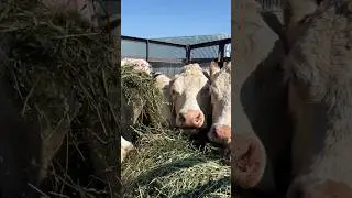 Хозяевам за счастье Герефордов покормить #герефорд#корова#cow #хозяева #кормление #счастье #farming