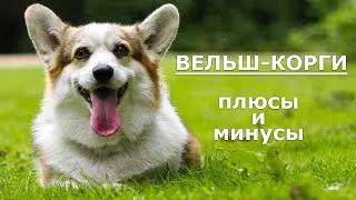 ВЕЛЬШ-КОРГИ. Плюсы и минусы WELSH CORGI