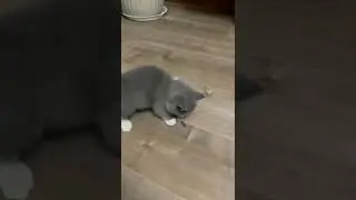 Глянь какие классные котейки! 😻🔥 Эти милые коты! 😻😽 