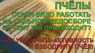 Падает АКТИВНОСТЬ ПЧЁЛ на сильном взятке КАК УВЕЛИЧИТЬ И ВЗБОДРИТЬ ПЧЁЛ чтобы больше было мёду ✅☝️🐝