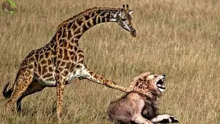 35 Moments When Giraffe Kicks Lion In The Head To Protect Itself And Offspring | Animal Fight