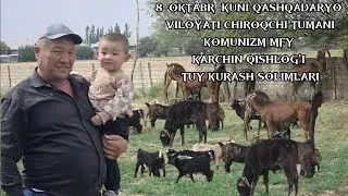 2024 YIL 8-OKTABR KUNI CHIROQCHI TUMANI ZARIBDOR MFY KARCHIN QISHLOG'I TUY KURASH SOLIMLARI