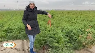 Капризная морковь. Уборка и хранение.