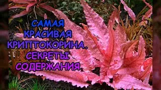 САМАЯ КРАСИВАЯ КРИПТОКОРИНА. СЕКРЕТЫ СОДЕРЖАНИЯ 
