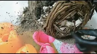 Пересадка большого замиокулькаса🌷🌷🌷.