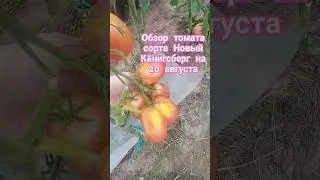 Обзор томата сорта Новый Кëнигсберг за лето. 20 #огород #дача #помидоры августа
