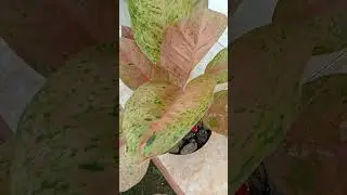 PUPUK TERBAGUS MEMAKAI BAHAN DARI DAPUR TERMURAH MERIAH