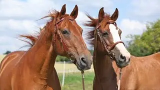 Horse neighing sound effect