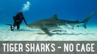 NO CAGE - Diving With TIGER SHARKS!! /// WEEK  108 : Tiger Shark Beach