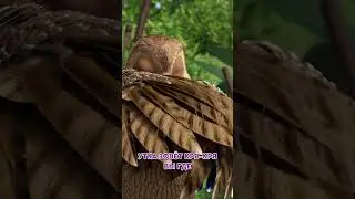 Поиграем в прятки? 🦆🦆 