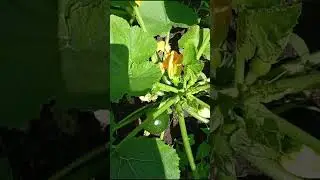 круглые кабачки как арбузы #кабочки #огород #грядки