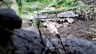 Охота на курокапта с помощью капкана (3)Тур шикор мастак бо чучахош дар лаби чашма🇹🇯🇹🇯