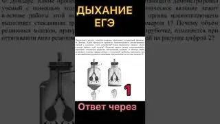 Модель Дондерса | ЕГЭ | биология