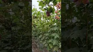 Виноград 2 врожай