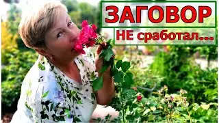 Зачем я это сделала! Отхватила себе две розы на штамбе, а поехала только посмотреть