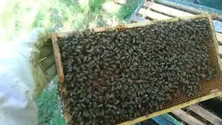 Весенние развитие,  расширяем гнездо.