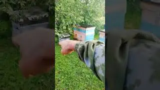 Цены на мёд, злые пчёлы. Обо всем понемножку