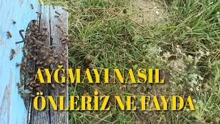 Arıyı Yağmadan nasıl koruruz Detaylı Anlatım ne Fayda