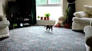 Муня собачка