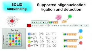 SOLID sequencing | Supported oligonucleotide ligation and detection