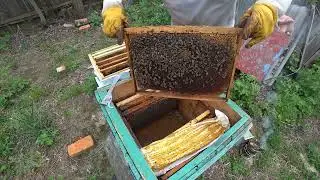 Расширение пасеки путем деления семьи на 2 части.