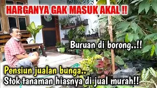 BERHENTI JUALAN BUNGA STOK TANAMAN HIAS DI JUAL MURAH !!
