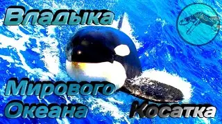 КОСАТКА | Владыка Мирового Океана