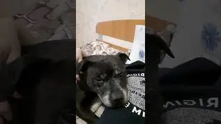 СТАФФБУЛЬ БЭК УДОБНО УСТРОИЛСЯ 