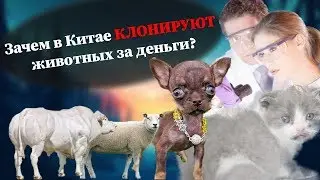 🐱🐶 НЕОБЫЧНЫЕ животные 🐮🐑 $ Сколько стоит КЛОНИРОВАНИЕ? $