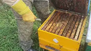 БЛАГОПОЛУЧНАЯ ЗИМОВКА ОТВОДКОВ, УСЛОВИЯ.