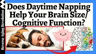 THIS STUDY SHOWS AS WE AGE, Does Daytime Napping Helps Your Brain Size/Cognitive Function AT ALL??