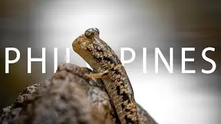 Photographing Mudskippers in the Philippines
