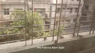 House Sparrow (Chorui Pakhi/পাতি চড়ুই) at my balcony (My morning guest) Part-3