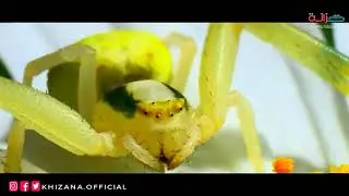 ناشيونال حياة برية في سويسرا  2021 (HD)
